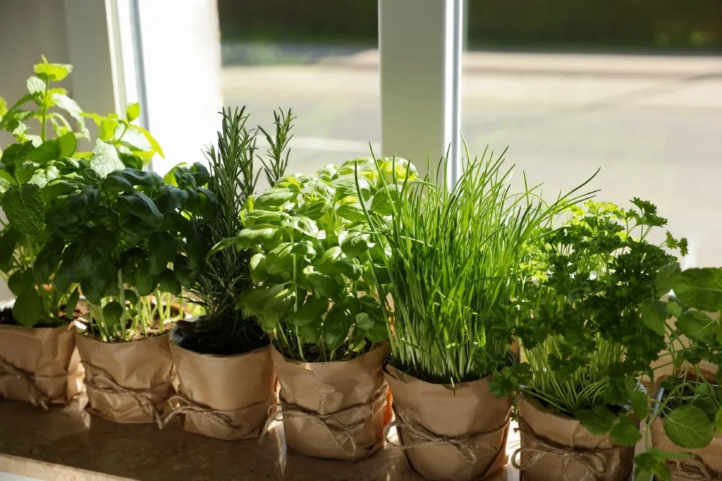 How to Grow Herbs Indoors with Ease A Beginner's Guide for 2025